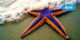 Starfish Banks: – Road to nowhere